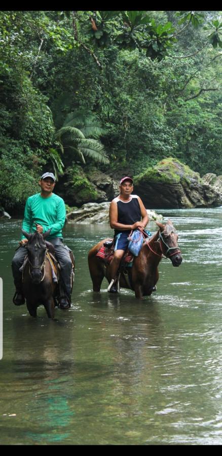Rainforest Del Rio